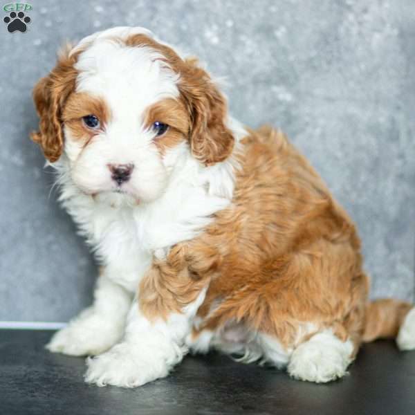 Fern, Cavapoo Puppy